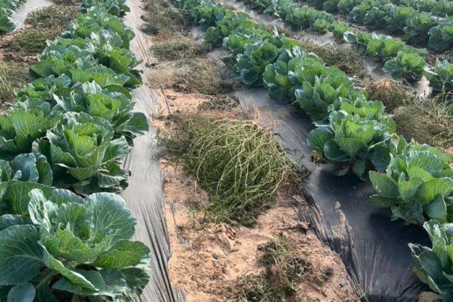 Location Verger de 2,03 hectares vers Touba Toul – Thiès