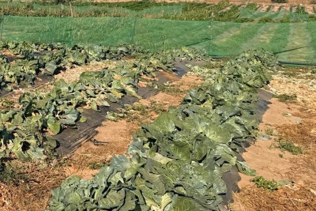 Investissement Vert : 2,03 hectares stratégique dans la zone horticole de Touba Toul