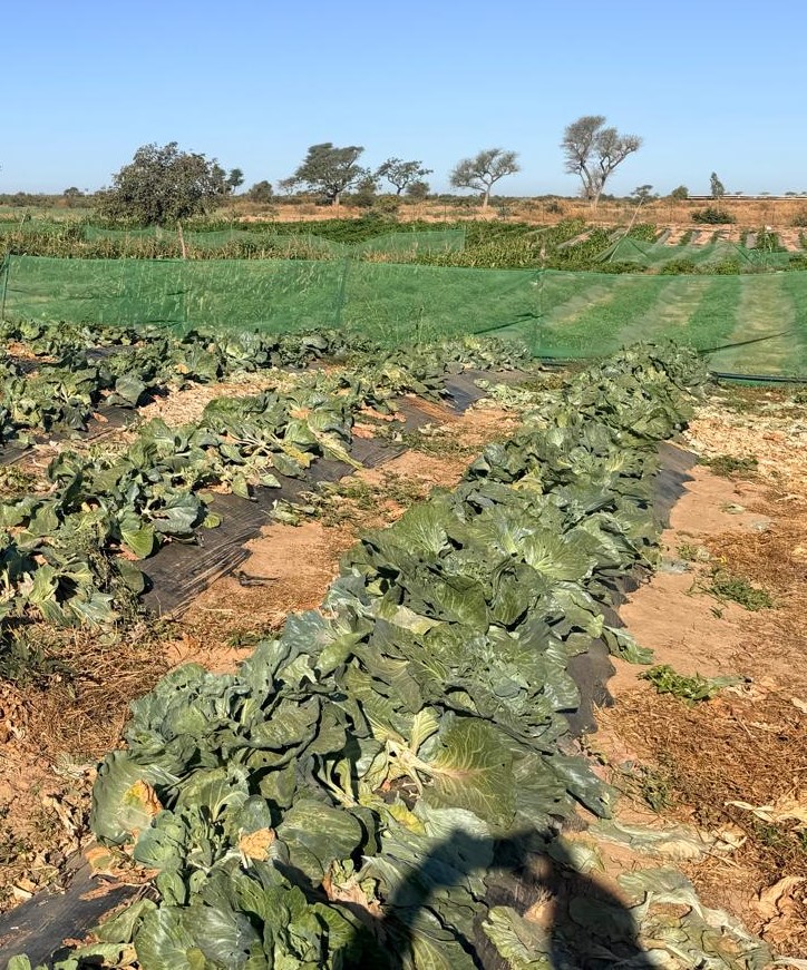 Investissement Vert : 2,03 hectares stratégique dans la zone horticole de Touba Toul
