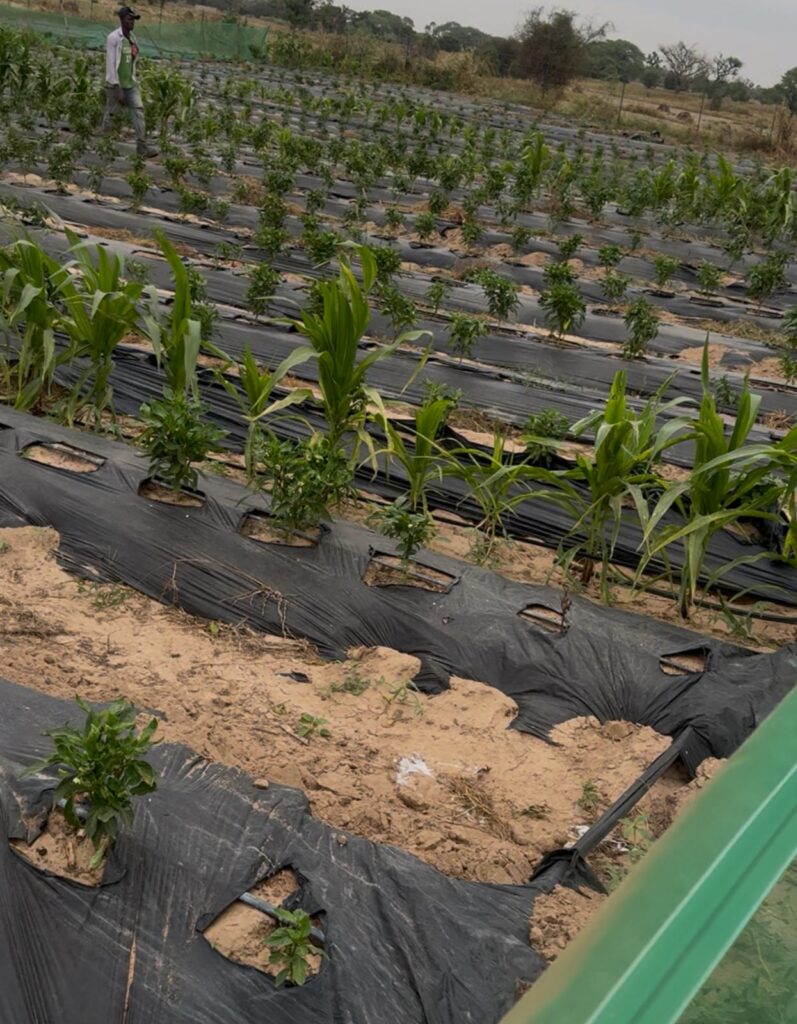 Investissement Vert : 2,03 hectares stratégique dans la zone horticole de Touba Toul
