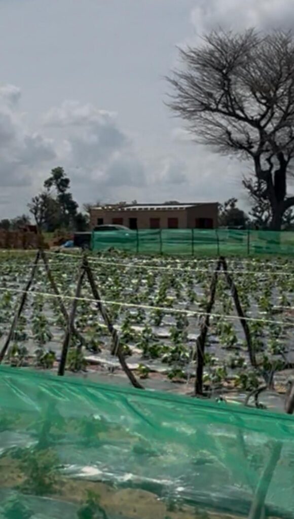Investissement Vert : 2,03 hectares stratégique dans la zone horticole de Touba Toul