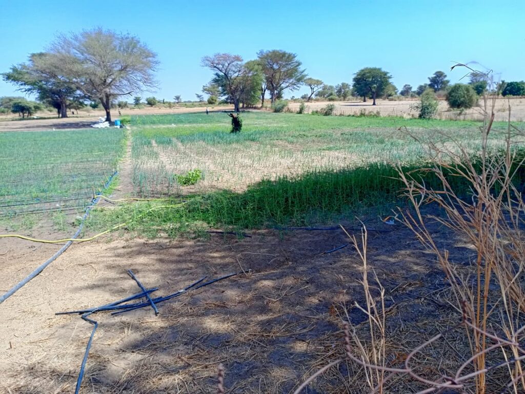 Terrain Agricole de 3,07 Hectares vers Tassette – Thiès