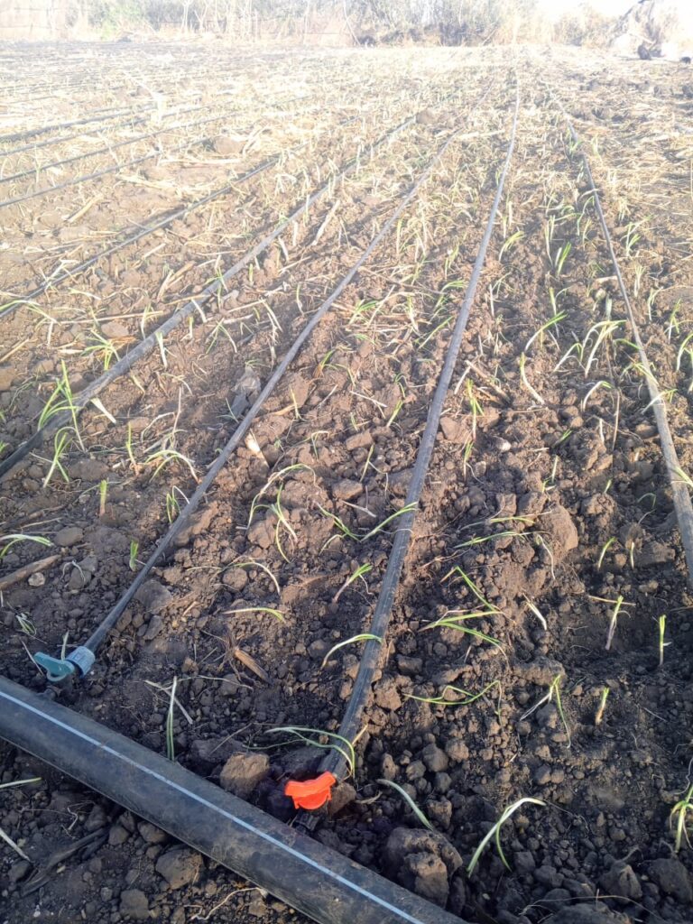 Verger de 6.590 m² vers Sésséne