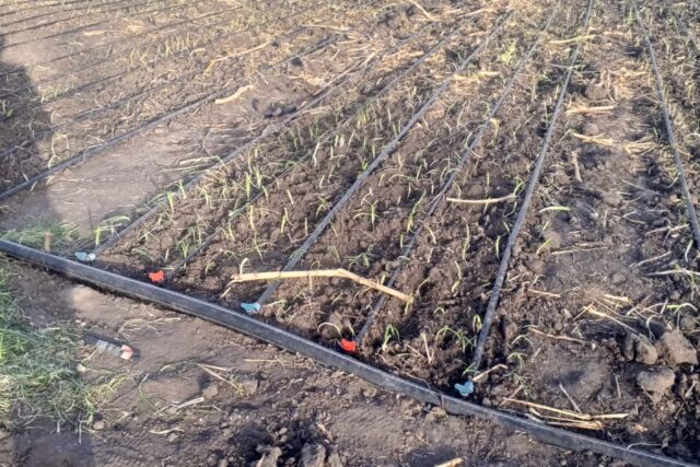 Verger de 6.590 m² vers Sésséne