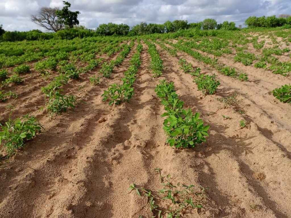 Verger de 1,82 Hectare vers Tassette – Thiès
