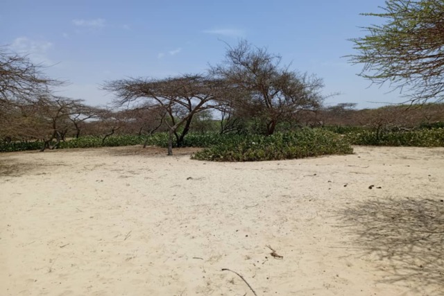 Terrain Agricole de 7.691 m² vers Gandiole