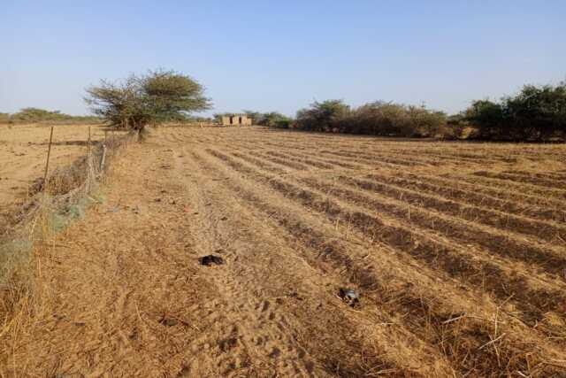 Verger de 2,55 Hectares vers Diama – Saint – Louis