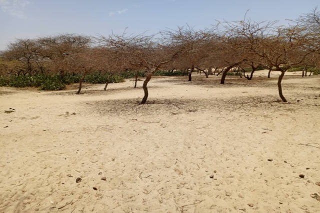 Terrain Agricole de 7.691 m² vers Gandiole