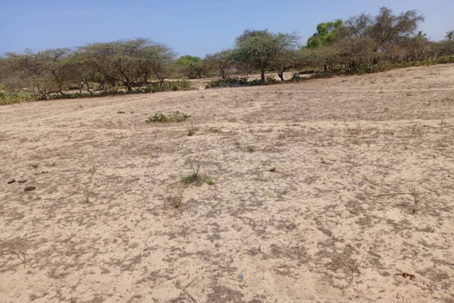 Terrain Agricole de 1513 m² vers Diama – Saint – Louis