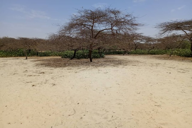 Terrain Agricole de 7.691 m² vers Gandiole
