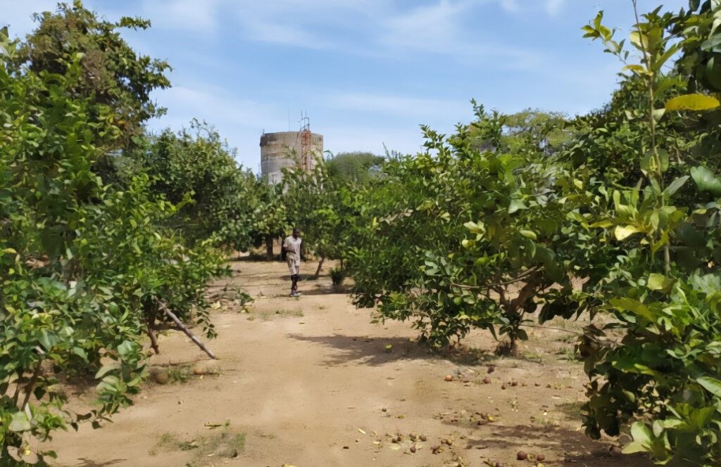 Investissement Stratégique : Verger de 1 Hectare vers Notto Diobass-Thiès
