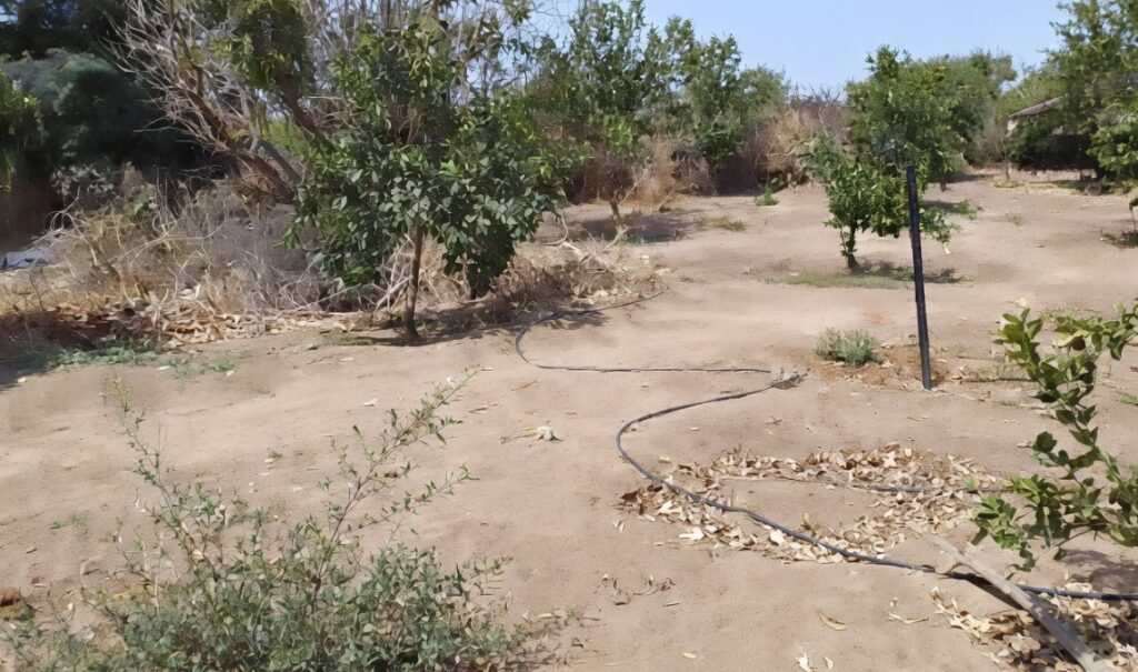 Investissement Stratégique : Verger de 1 Hectare vers Notto Diobass-Thiès