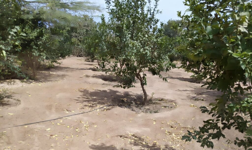 Investissement Stratégique : Verger de 1 Hectare vers Notto Diobass-Thiès
