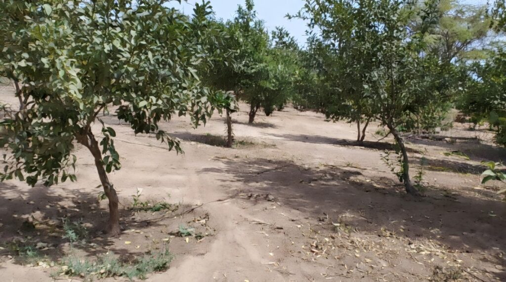 Investissement Stratégique : Verger de 1 Hectare vers Notto Diobass-Thiès