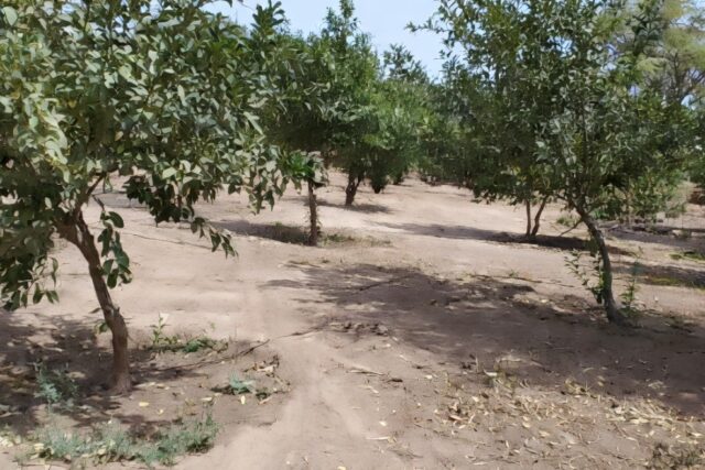 Investissement Stratégique : Verger de 1 Hectare vers Notto Diobass-Thiès