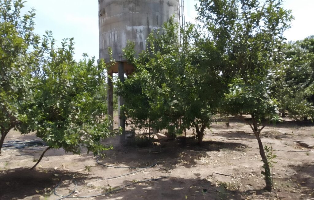 Investissement Stratégique : Verger de 1 Hectare vers Notto Diobass-Thiès
