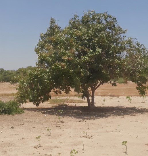 Investissement Vert : 1,40 hectare stratégique dans la zone horticole de Taïba Ndiaye