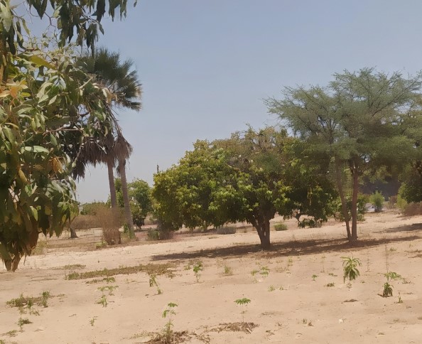 Investissement Vert : 1,40 hectare stratégique dans la zone horticole de Taïba Ndiaye