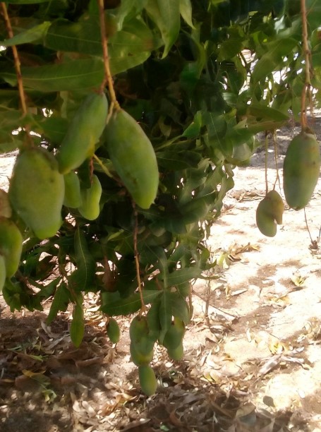 Investissement Vert : 1,40 hectare stratégique dans la zone horticole de Taïba Ndiaye