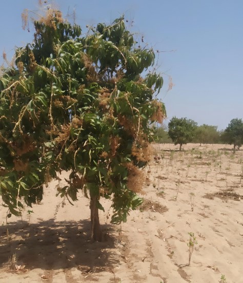Investissement Vert : 1,40 hectare stratégique dans la zone horticole de Taïba Ndiaye