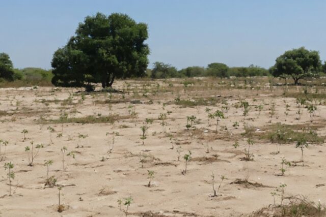 Investissement Vert : 1,40 hectare stratégique dans la zone horticole de Taïba Ndiaye