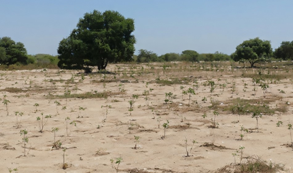 Investissement Vert : 1,40 hectare stratégique dans la zone horticole de Taïba Ndiaye
