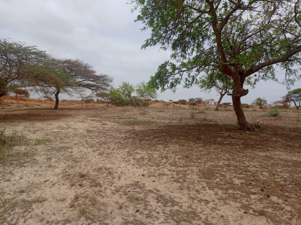 Terrain Agricole de 8.279 m² vers Kab Gaye – Louga