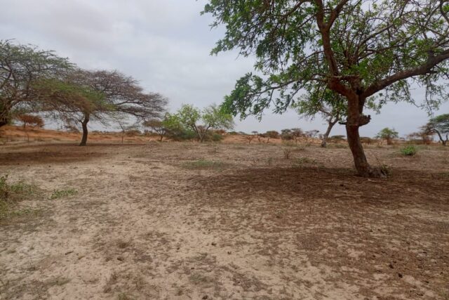 Terrain Agricole de 8.279 m² vers Kab Gaye – Louga