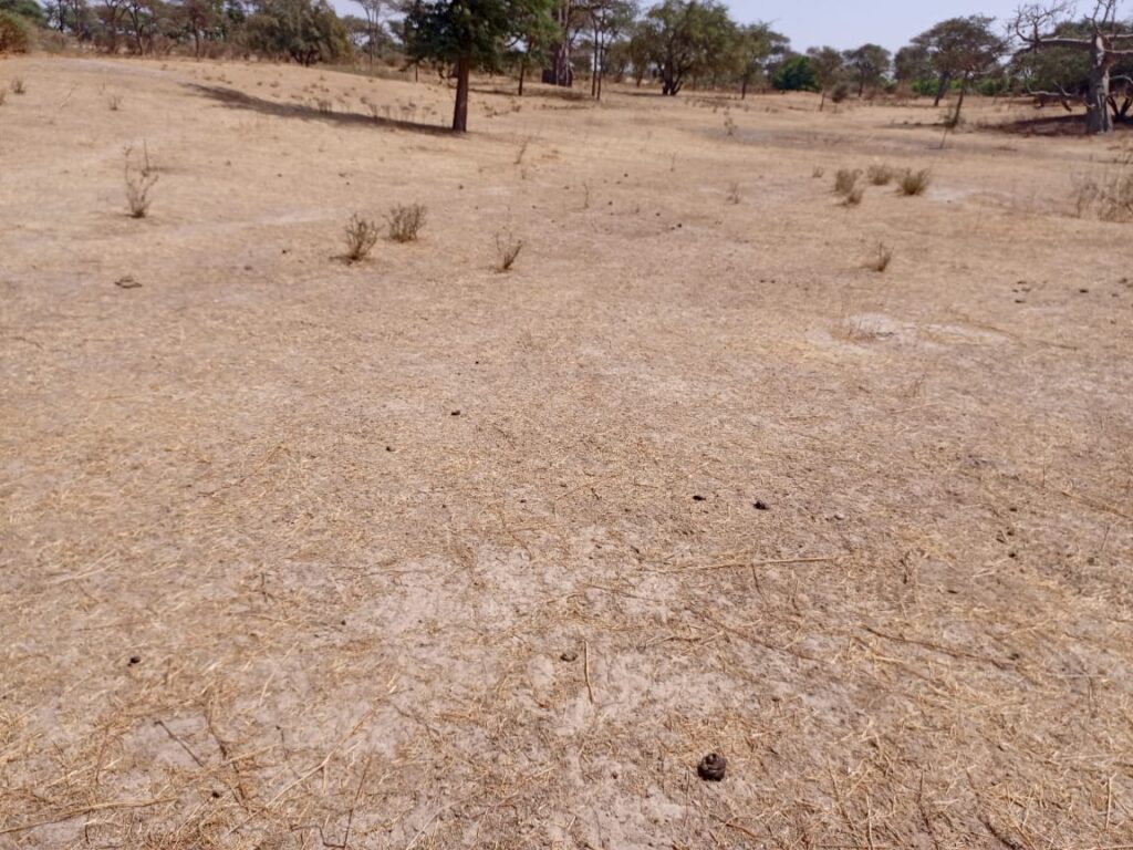 2,50 hectares à fort potentiel : l’emplacement idéal vers Tassette – Thiès