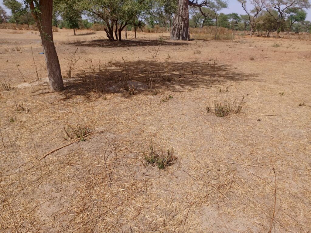 2,50 hectares à fort potentiel : l’emplacement idéal vers Tassette – Thiès