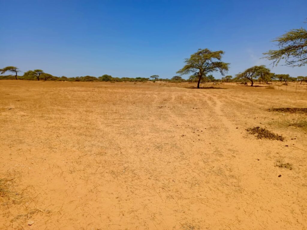 Verger de 2,82 hectares vers Gandon – Saint-Louis