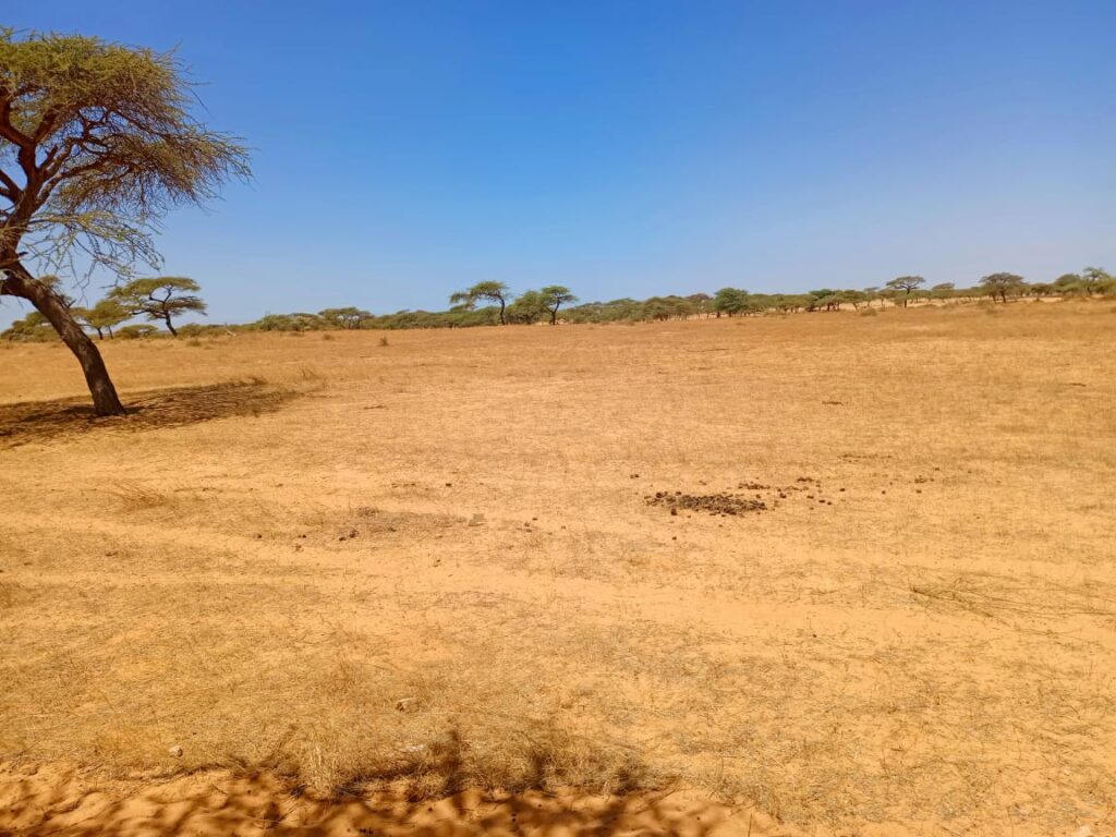 Verger de 2,82 hectares vers Gandon – Saint-Louis