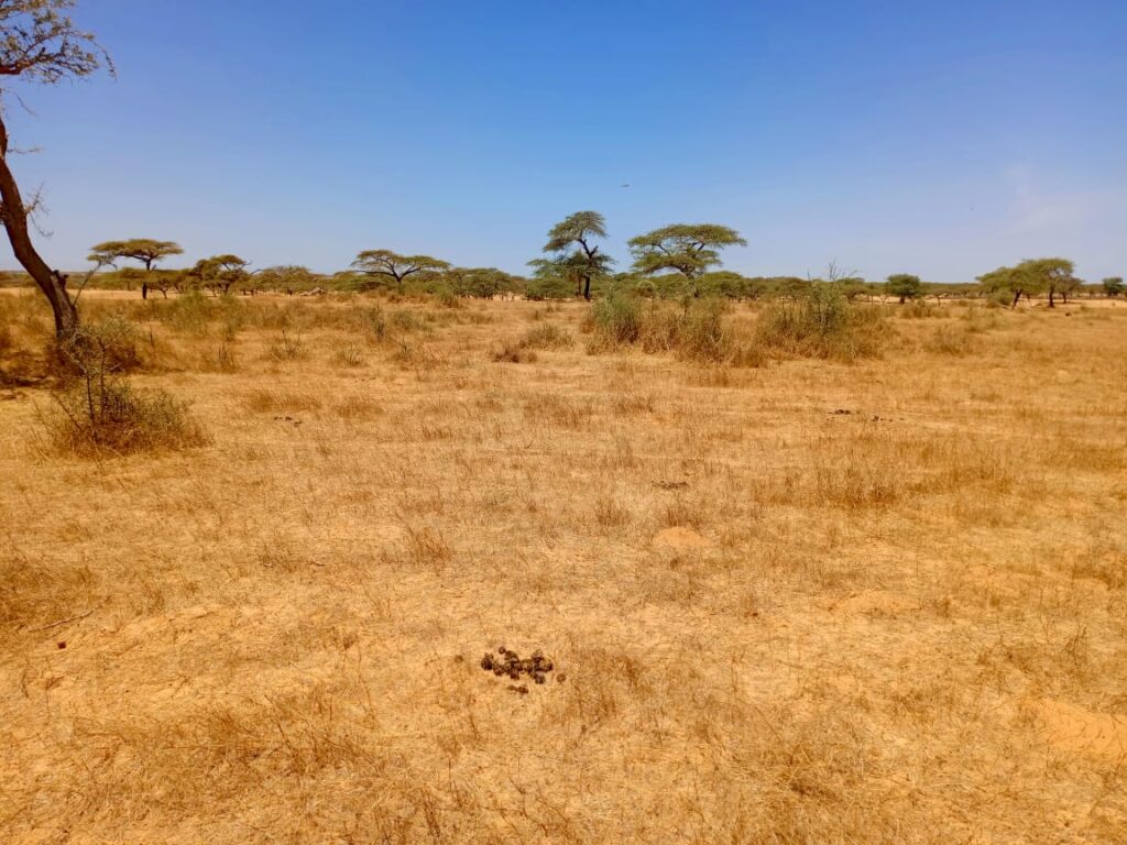 Verger de 2,82 hectares vers Gandon – Saint-Louis