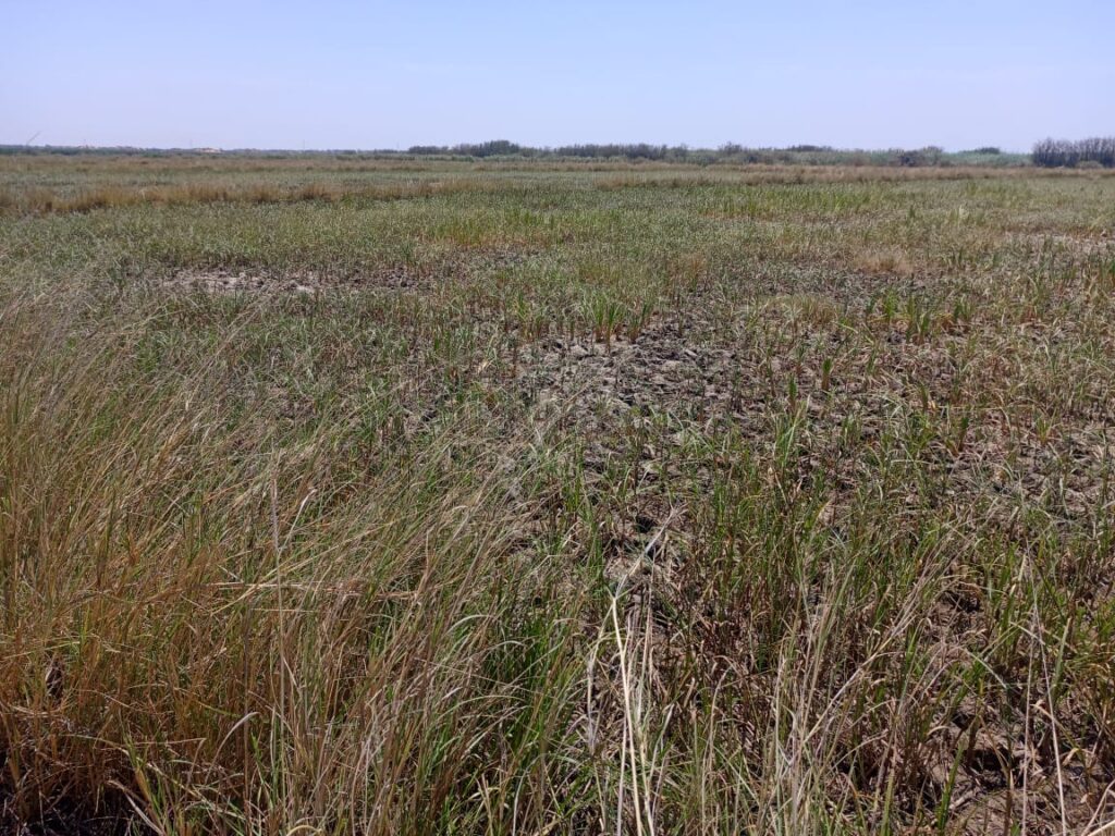 Terrain Agricole de 2,06 hectares vers Diama – Saint-Louis