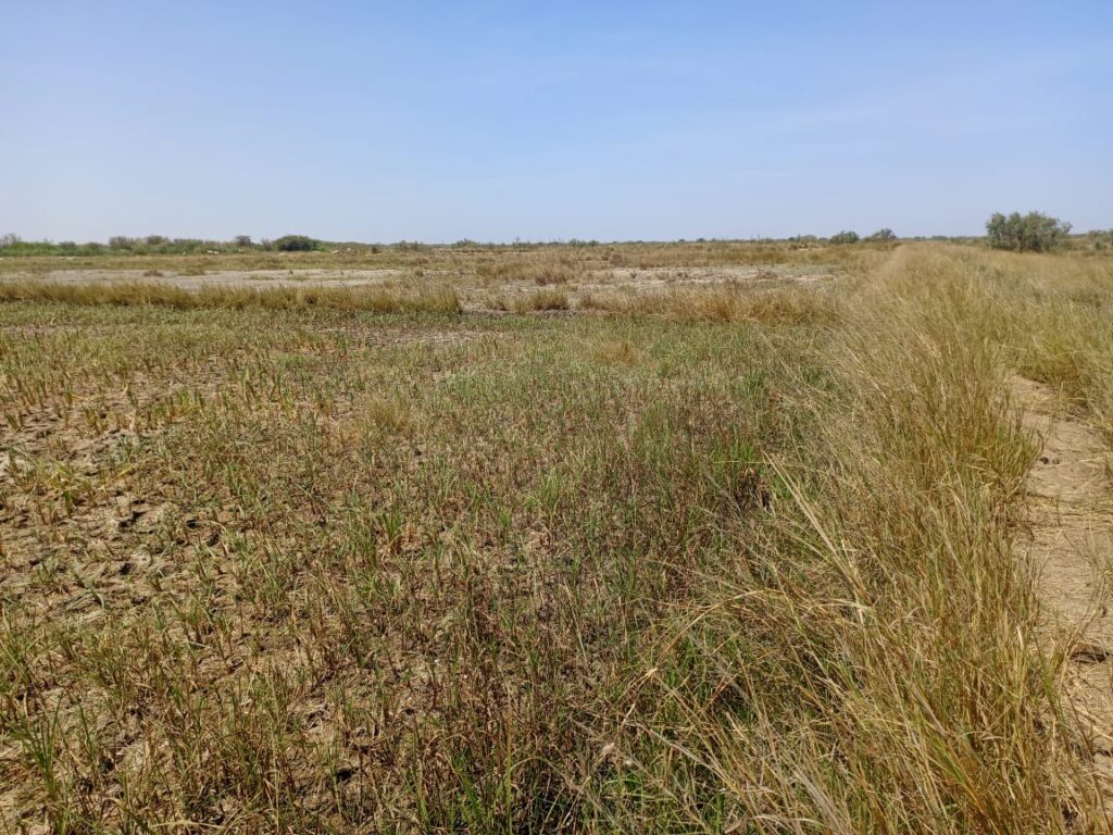 Terrain Agricole de 2,06 hectares vers Diama – Saint-Louis