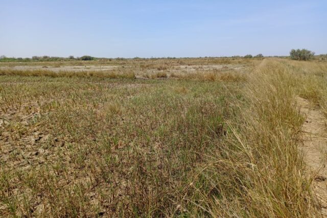 Terrain Agricole de 2,06 hectares vers Diama – Saint-Louis