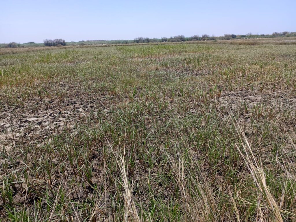 Terrain Agricole de 2,06 hectares vers Diama – Saint-Louis