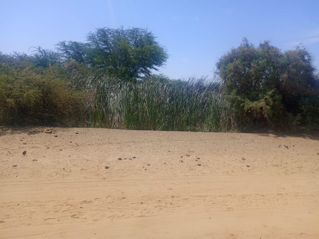 Haute Productivité : Vaste terrain agricole de 13 hectares vers Diama – Saint-Louis