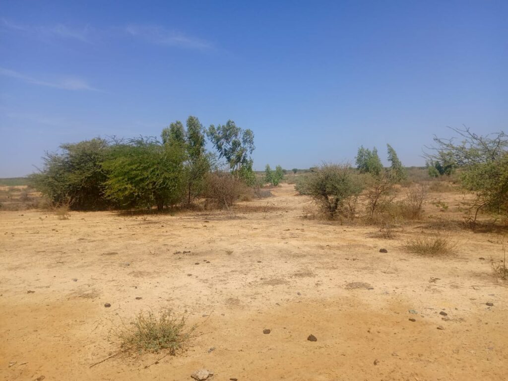 Haute Productivité : Vaste terrain agricole de 13 hectares vers Diama – Saint-Louis