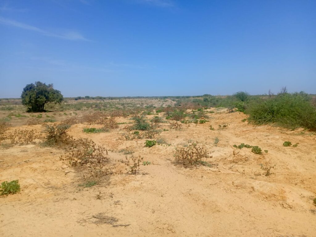 Haute Productivité : Vaste terrain agricole de 13 hectares vers Diama – Saint-Louis