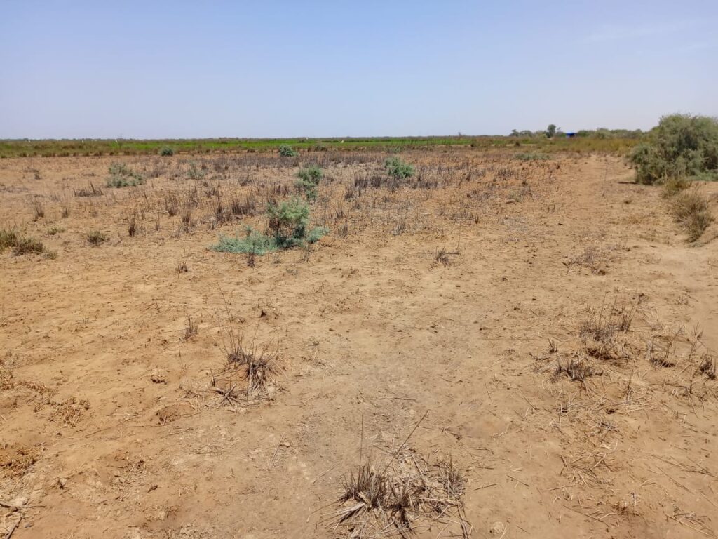 Location Terrain agricole de 1 hectare vers Diama – Saint-Louis