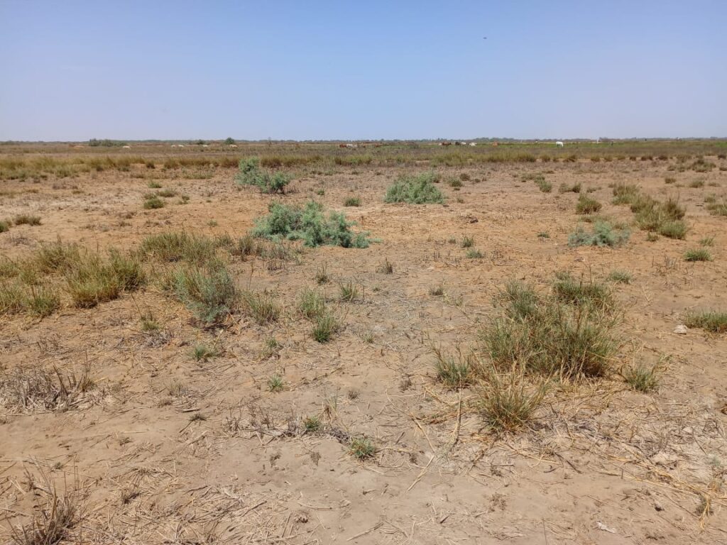 Location Terrain agricole de 1 hectare vers Diama – Saint-Louis
