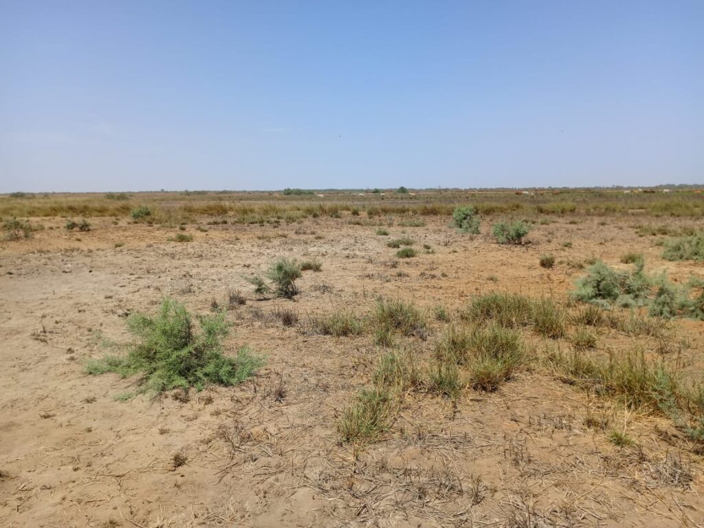 Location Terrain agricole de 1 hectare vers Diama – Saint-Louis
