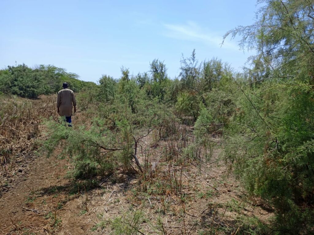 Lancez votre projet d’envergure : 4,29 Hectares stratégiques vers Diama – Saint-Louis