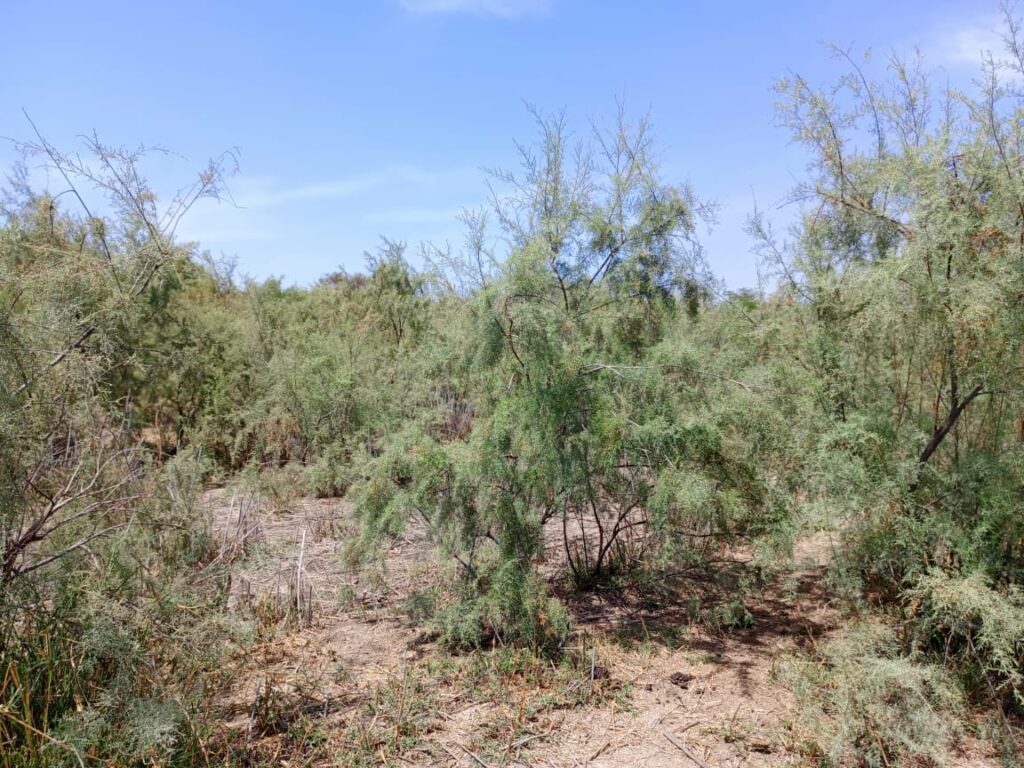 Lancez votre projet d’envergure : 4,29 Hectares stratégiques vers Diama – Saint-Louis