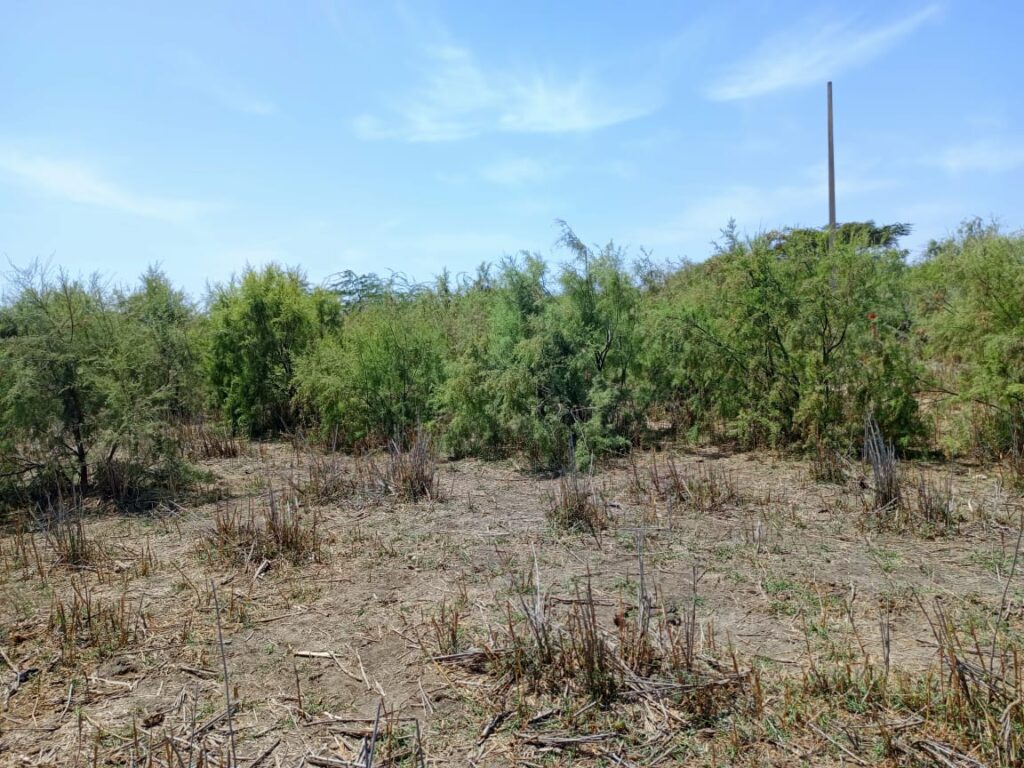 Lancez votre projet d’envergure : 4,29 Hectares stratégiques vers Diama – Saint-Louis