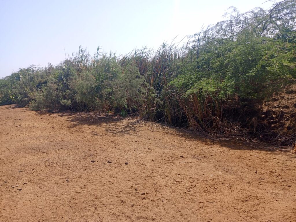 3 hectares à fort potentiel : l’emplacement idéal vers Diama – Saint-Louis