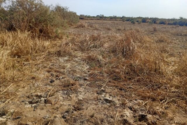 Terrain Agricole de 25 Hectares vers Diama – Saint – Louis