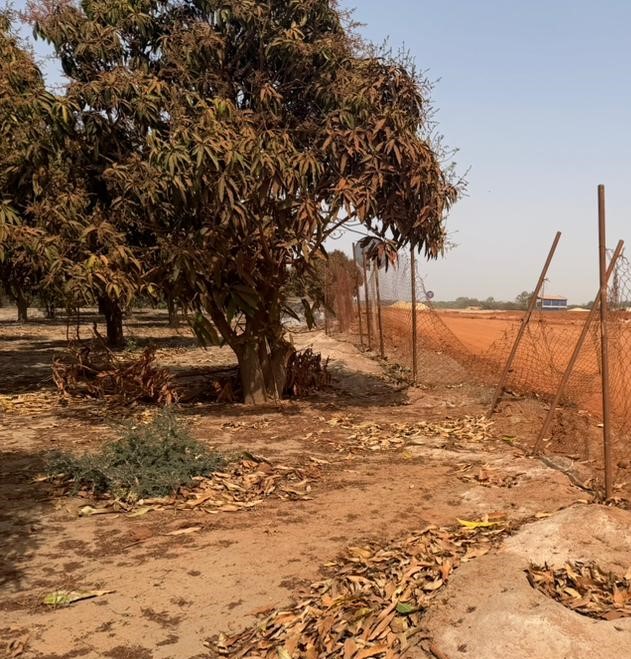 Investissement Vert : 1,03 hectare stratégique dans la zone horticole de Bambylor