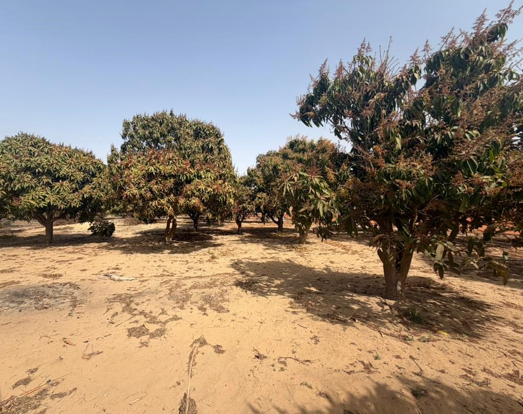 Investissement Vert : 1,03 hectare stratégique dans la zone horticole de Bambylor
